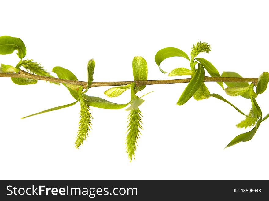 Green leafs and buds isolated on white background. Green leafs and buds isolated on white background