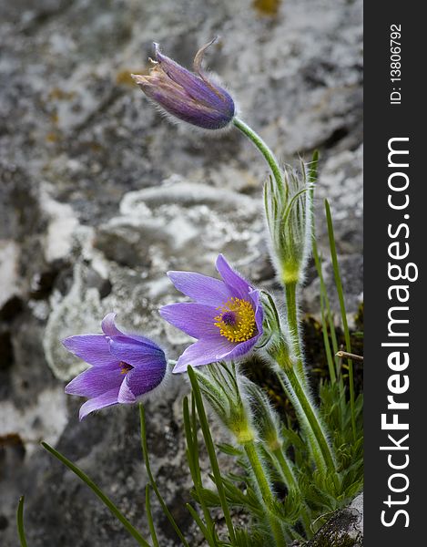 Three pasqueflowers in soft light and lime stone in background.