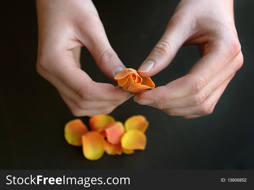 Young Woman Peels Away Rose Petals