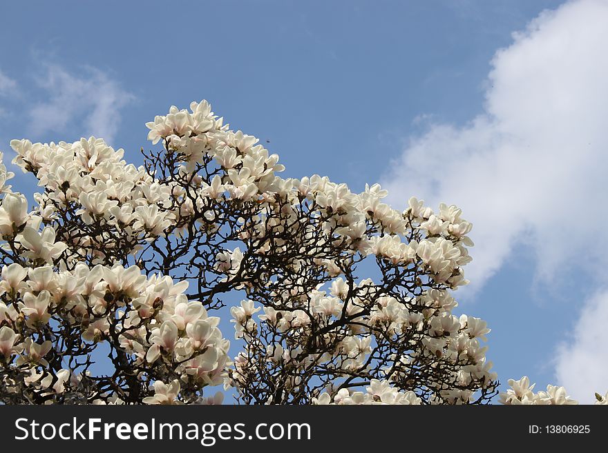 Flowering tree, white magnolia flowers had blossomed in the blue sky, a tree full of flowers, the extraordinary beauty of a flowering tree, spring is still in bloom and smells, twigs of flowers, twigs with flowers
