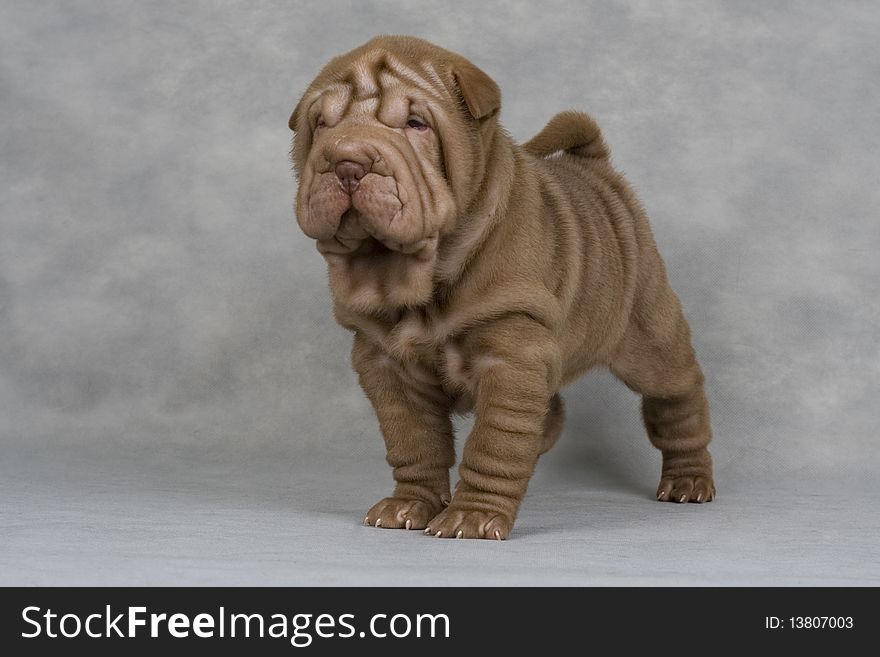 Shar-pei animals pets fun brown