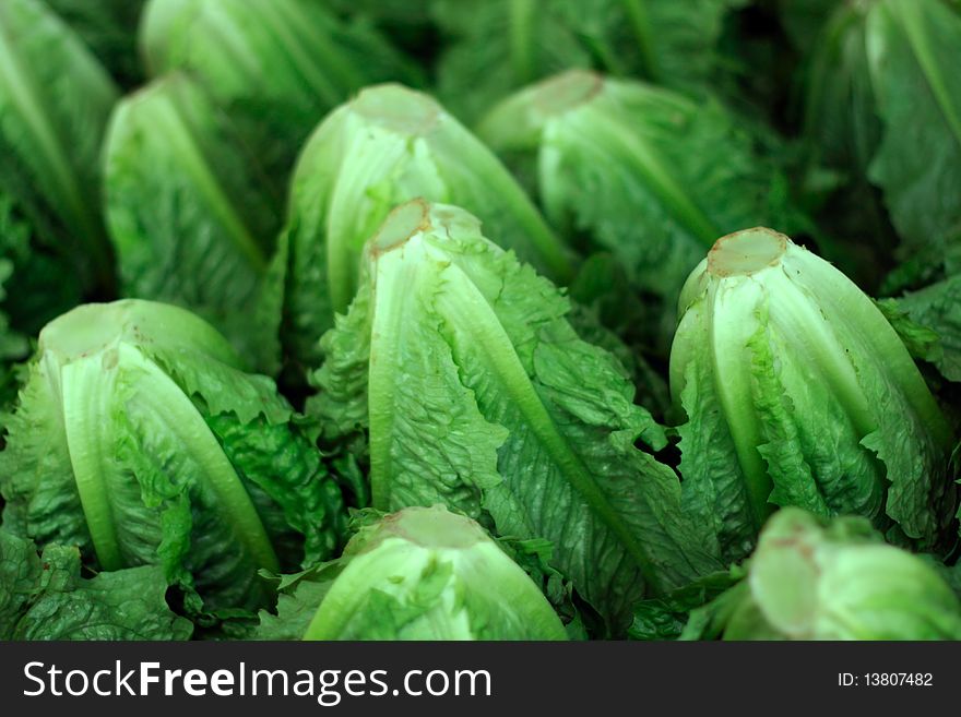 Pile of fresh green lettuce on the market for sale. Pile of fresh green lettuce on the market for sale