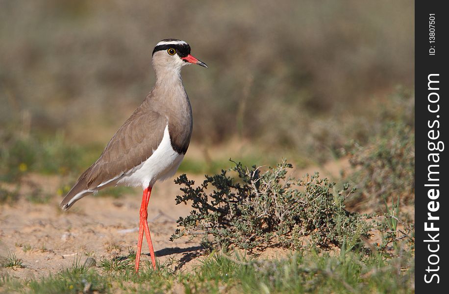 Crowned Plover photographed in the Kalahair