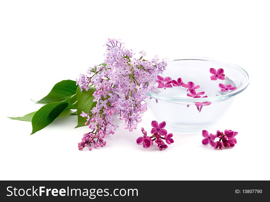 Lilac and a bowl of water on a white background
