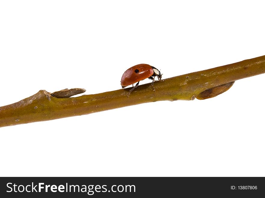 Walking lady bug on a stick. Walking lady bug on a stick