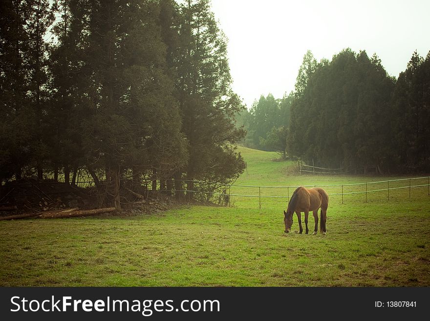 Attract landscape with horse