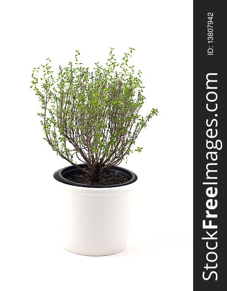 Aromatic plant of thyme in its white ceramic pot. Aromatic plant of thyme in its white ceramic pot