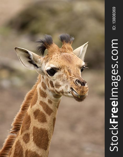 Young giraffe chewing on a twig