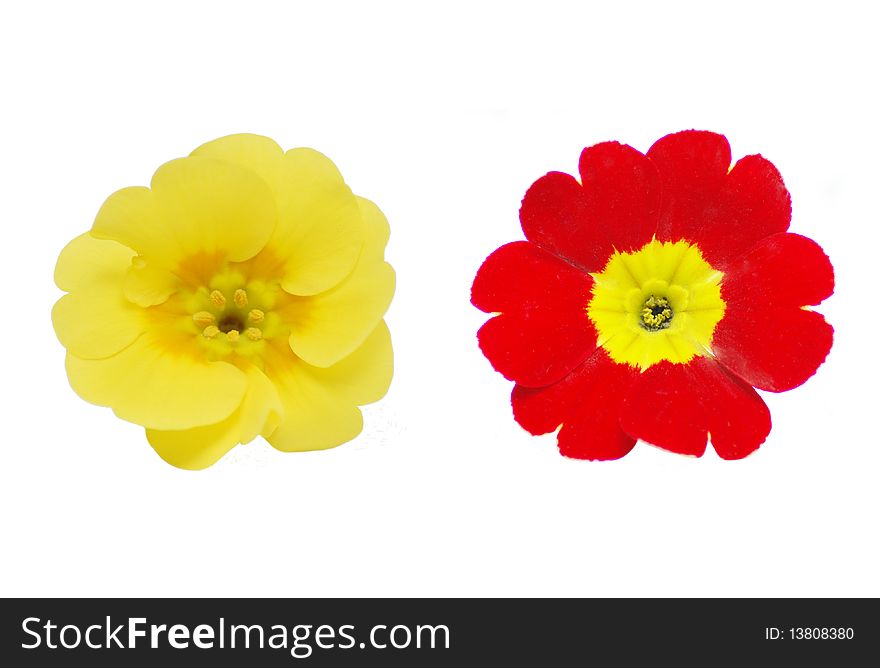 Two primrose flowers on white