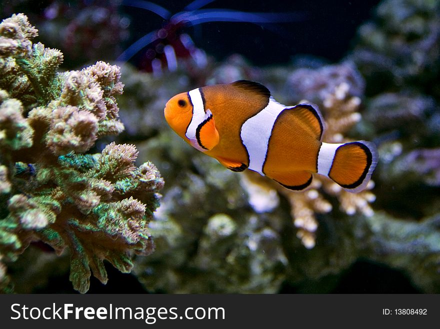 A photograph of an anemonefish, also known as a clownfish, swimming underwater with other sea life in the background. A photograph of an anemonefish, also known as a clownfish, swimming underwater with other sea life in the background