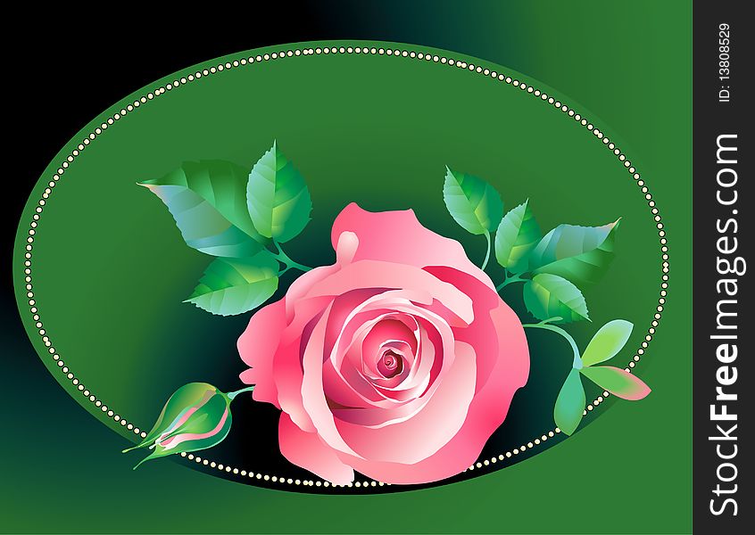 Rose Pink Cover Composition