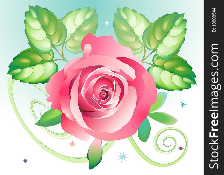 Pink rose for postcard, for design. Pink rose for postcard, for design