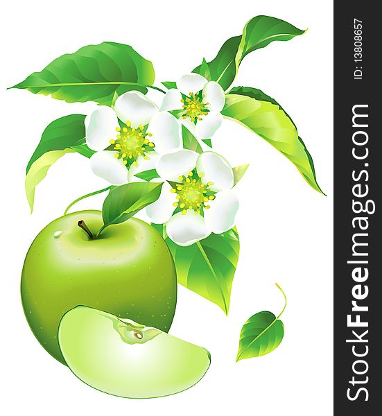 Apple flowering, green apple with apple's flowers