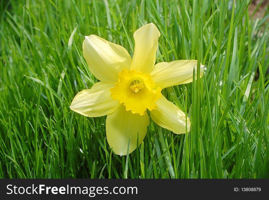 Macro photo of yellow daffodil in grass