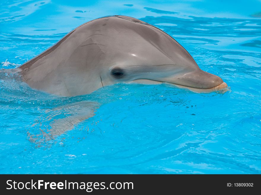 Bottlenose dolphin in the pool, vibrance increased