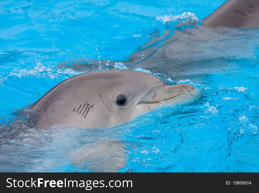 Bottlenose dolphins in the pool, vibrance increased