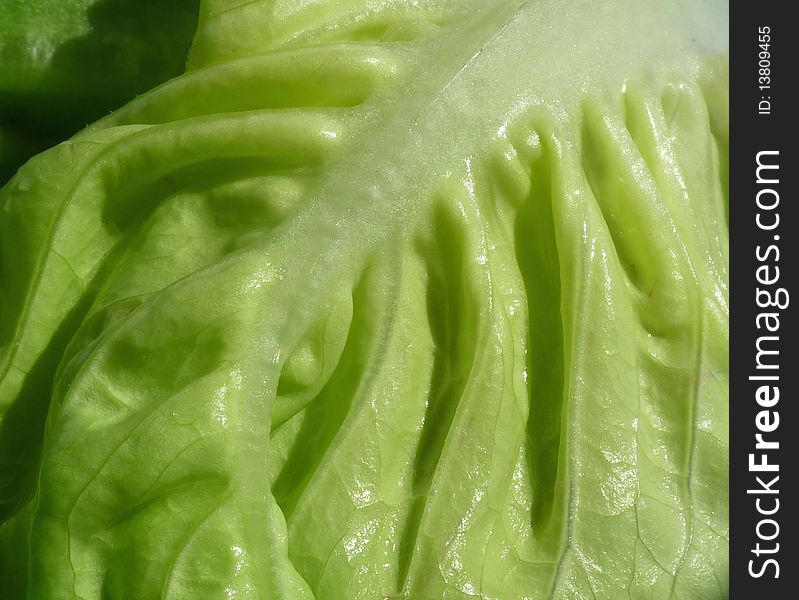 Closeup of whole green leafy vegetables for salad .
Laitue Salad close up
