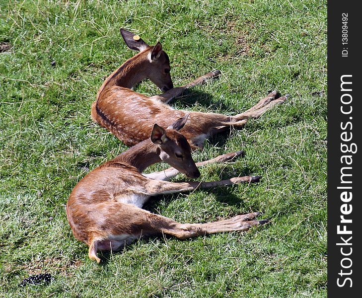 Two Fawns Knocked Down To The Sun.