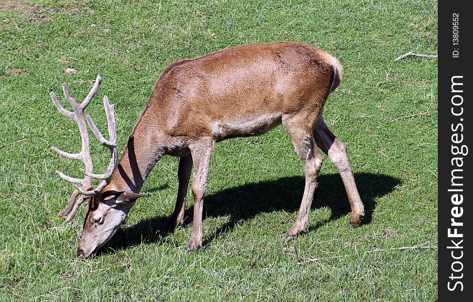 Deer Male Adult.