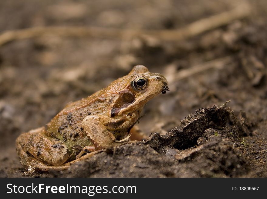 A frog in the nature