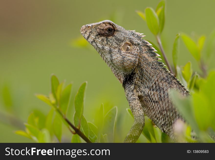 Still-posed chameleon in bushes