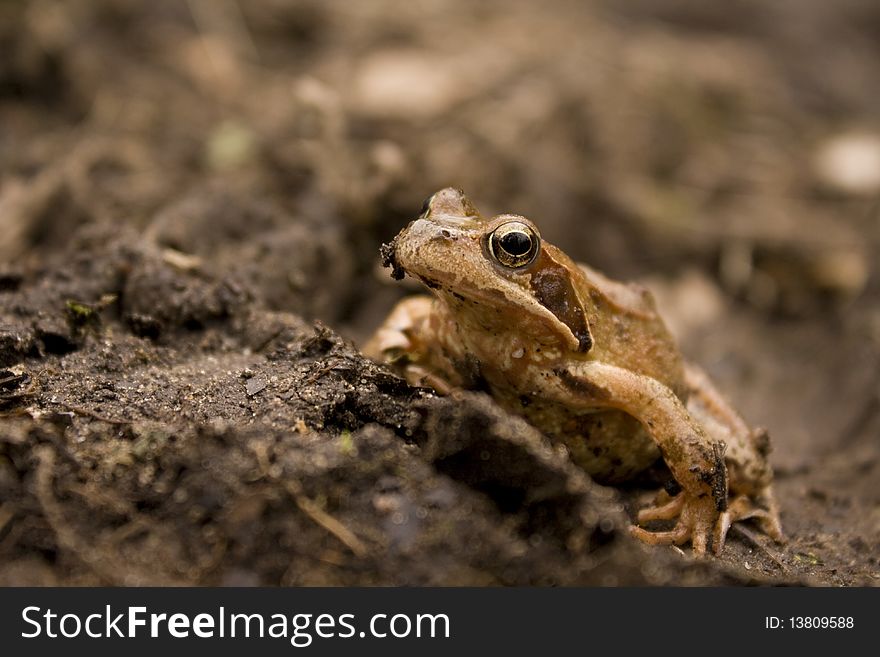 A frog in the nature