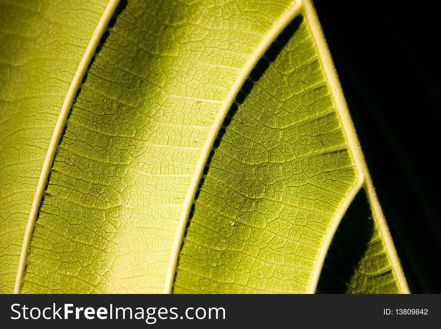 The underside of a fig leaf at sundown with shadows. The underside of a fig leaf at sundown with shadows.