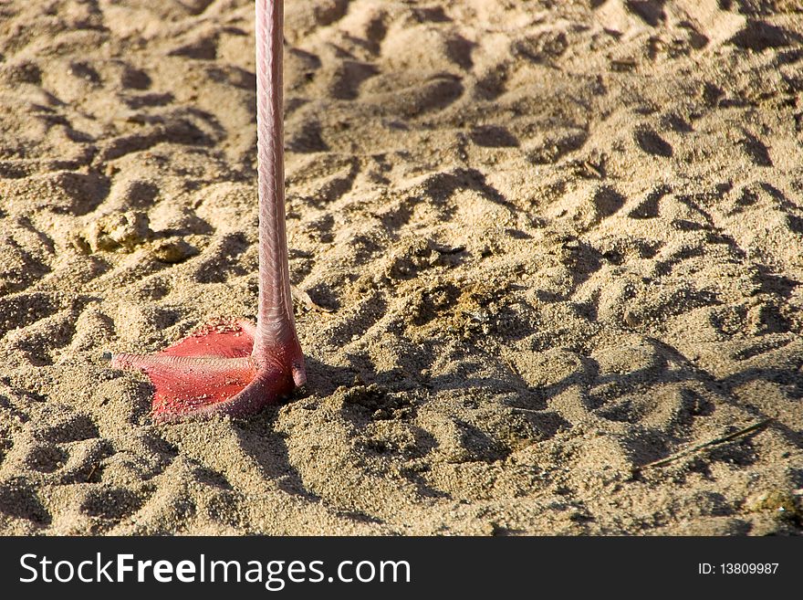 Solitary flamingo foot among a sea of footprints.
