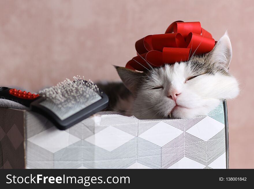 Funny cat photo sleeping in gift box with red bow on head