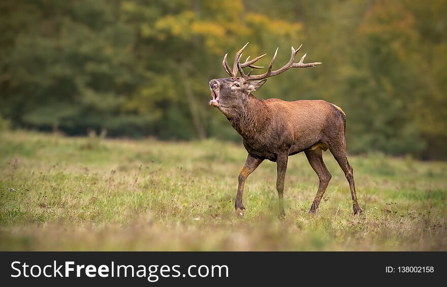 Red deer, cervus elaphus, stag roaring during rutting season in autumn.