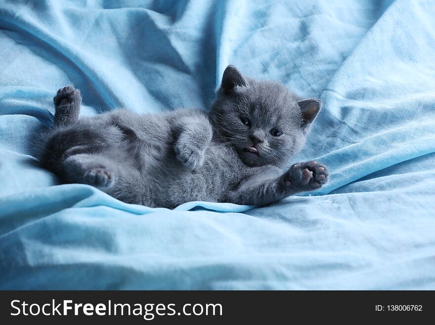 British Shorthair kittens sleeping in bed. British Shorthair kittens sleeping in bed