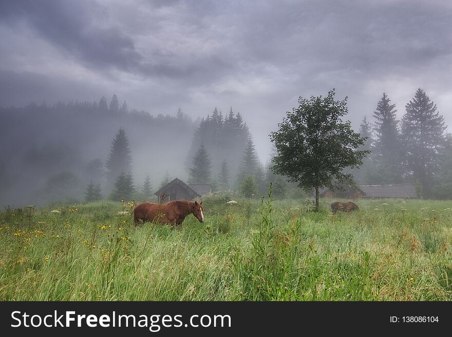 Rural landscape with horses