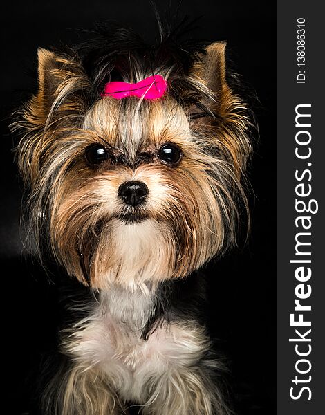 Cute Biewer Yorkshire Terrier with pink bow on black background. Dogs portrait