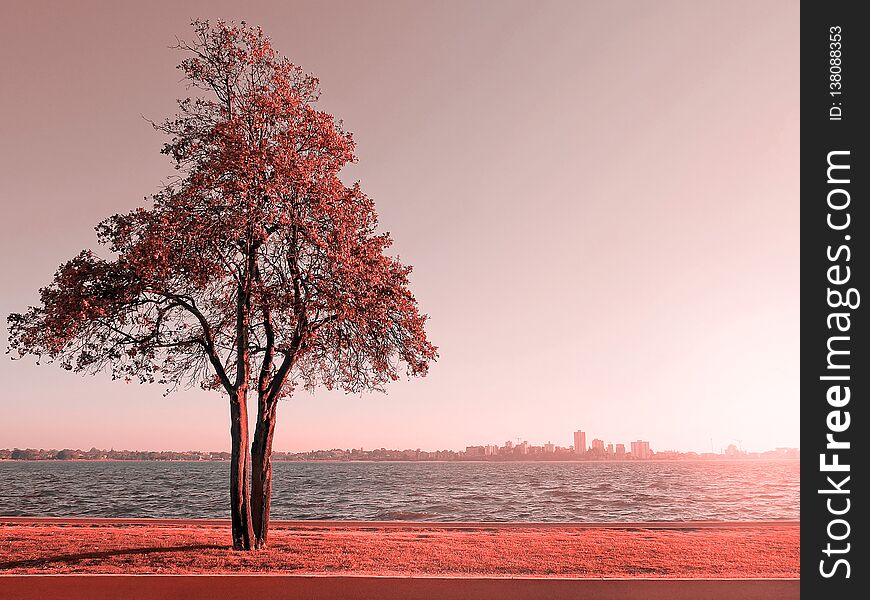 Lonely tree by Swan River in Perth, Australia in living coral color tone