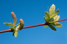 Blooming Willow (Salix Integra) Stock Image Blooming Willow (Salix Integra) Stock Image