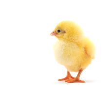 Chicken Royalty Free Stock Image