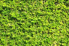 Abstract Texture Fresh Green Stock Images Abstract Texture Fresh Green Stock Images
