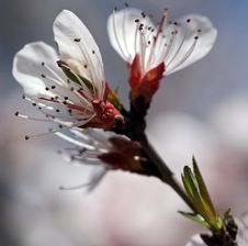 Blooming Rosaceae Prunus Royalty Free Stock Photography