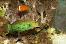 Dusky Wrasse In Aquarium Royalty Free Stock Image Dusky Wrasse In Aquarium Royalty Free Stock Image
