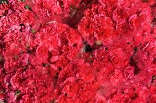 Red Carnation Group Many Royalty Free Stock Images Red Carnation Group Many Royalty Free Stock Images