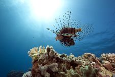 Lionfish And Ocean Royalty Free Stock Photo Lionfish And Ocean Royalty Free Stock Photo