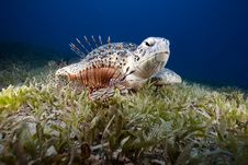 Green Turtle And Sea Grass Royalty Free Stock Photos Green Turtle And Sea Grass Royalty Free Stock Photos