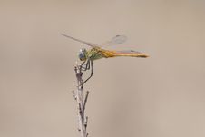 Dragonfly Royalty Free Stock Photography