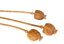 Poppy Heads Stock Photo Poppy Heads Stock Photo