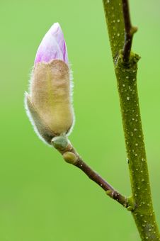 Magnolia In Bloom Royalty Free Stock Image Magnolia In Bloom Royalty Free Stock Image