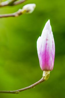 Magnolia In Bloom Stock Image Magnolia In Bloom Stock Image
