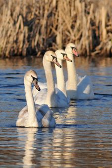 Row Of Young Swans Royalty Free Stock Photos Row Of Young Swans Royalty Free Stock Photos