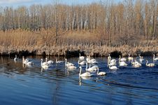Swans On The Lake Stock Photo
