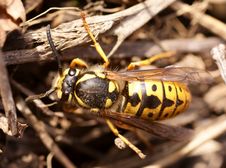 German Wasp (paravespula Germanica) Macro Stock Image