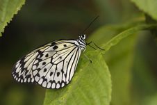Paper Kite Butterfly Royalty Free Stock Photos